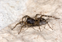 Une araigne loup. Une femelle (Araneae - Lycosidae - Arctosa perita)